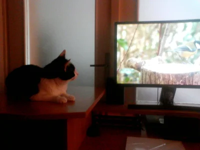 takitamktos - Takie tam filmy przyrodnicze z rana ( ͡° ͜ʖ ͡°).

#koty #smiesznykote...