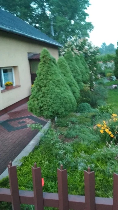 M88 - @pomurnik_13 Panie Leśniku co to za drzewa są? ( ͡º ͜ʖ͡º)