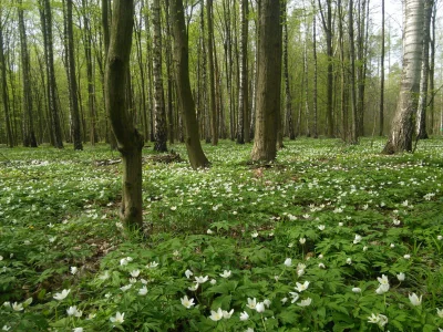 Pippo - Patrzcie jak ładnie las wygląda wiosną.

#las #przyroda ##!$%@? #zdjecia #n...