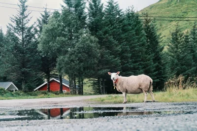 urbnski - 05.09.19 Dzień 11. (4055 km)
Te owce szwędają się naprawdę wszędzie xD Rano...