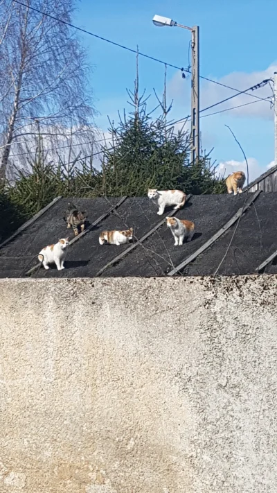 Jagan - U mnie ostatnio orgia na dachu hali .... co to się porobiło z tymi kotami ?