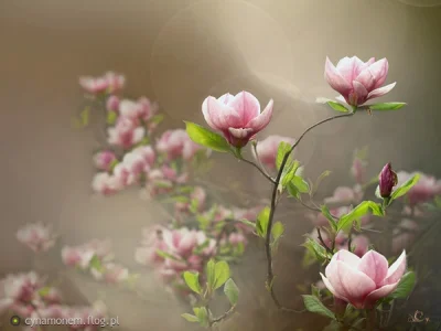 flog - Zdjęcie dnia z 1 marca - wybór Jurorów - cynamonem - W kolorze magnolii - http...