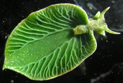 hortu - Czym jest to coś na zdjęciu przypominający liść? Jest to ślimak morski Elysia...