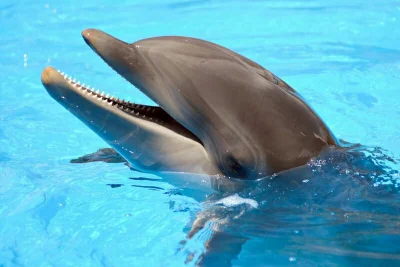 M.....o - @d0t3r Witam, delfin też wita.