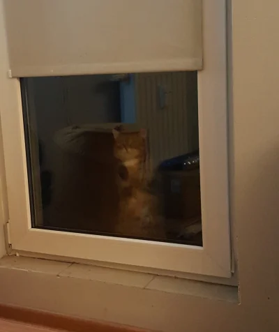 claudio1 - Kot nowej sąsiadki wszedł na mój balkon i puka w szybkę. Wpuścić go? ( ͡° ...