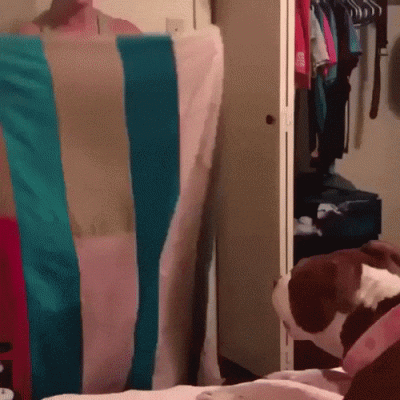 Damage_Controler - #smiesznypiesek #gif