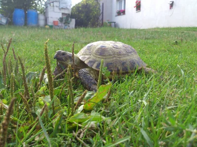 wujeklistonosza - @malinowaapp: a to mój - żółw o imieniu Enzym
