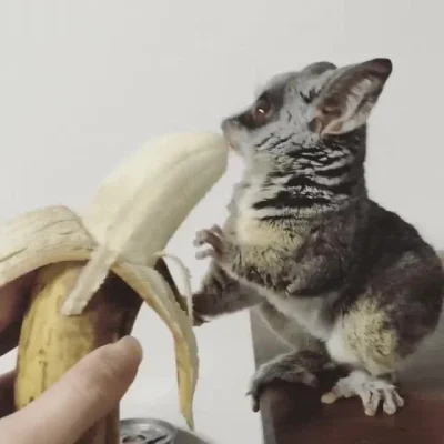 likk - koniec na dziś, miłego

jakieś galago z bananem 

https://giant.gfycat.com...
