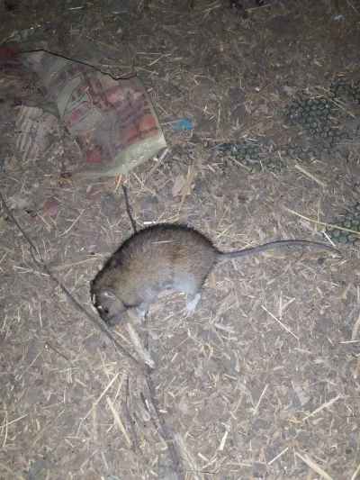 z.....s - @GOGER: Mała może i mysz, ale to większe to szczur, prawie wielkości mojej ...