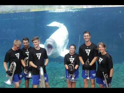 starnak - 7th Regiment Small Brass Ensemble Performs For Beluga Whale