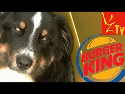 ZarlokTV - Hot Dog PREMIUM i BBQ od Burger Kinga - moja recenzja z pieskiem

#fastf...