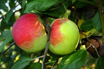 angelo_sodano - Cortland - najsmaczniejsze jabłko na świecie
#jablka #jablkaboners #...