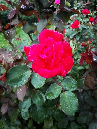 laaalaaa - Róża 40/100 - skąpana w deszczu ( ͡° ͜ʖ ͡°)
#mojeroze #chwalesie #ogrodni...