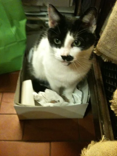 kicioch - Co te koty mają z tymi pudełkami? #kitler #pokazkota #koty