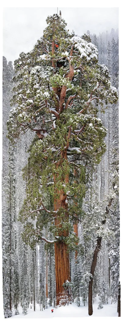 POSTER - #drzewa ##!$%@? #przyroda #duze #zima #snieg
