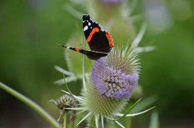 devzero - Rusałka Admirał - Motyl we Wrocławiu ;)

#chwalesie #fotografia #motyle #...