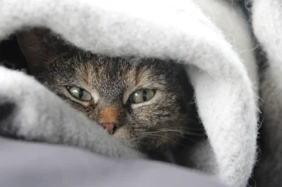 lesio - #kot #koty #dziwnekotki #smiesznekotki #kitku

Wstawać już?!