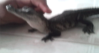 kolakao - Aligatorek

#zwierzaczki #gif #aligator