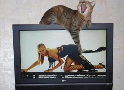 wokalistka - #koty

Z okazji światowego dnia zwierząt przypomnę tylko, że to koty rzą...