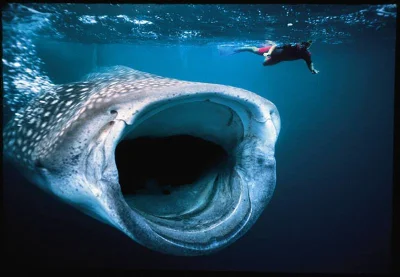 darosoldier - Rekin wielorybi to największa ryba na świecie i jeden z trzech gatunków...