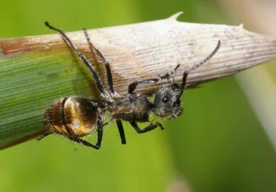 kefaise - @pyrowski5: masz tu mrówkę ze złotym odwłokiem. Serio takie żyją.