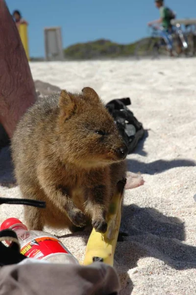 robincaraway - #quokkanadzis

wołam do kuoki @GraveDigger: @DannyMurillo: @encorele...