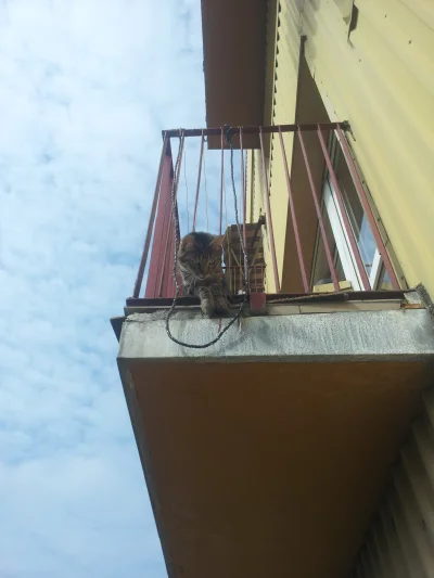 Grizwold - Mireczki! We have a situation here!

Kot uwięziony na 8 pietrze na balkoni...