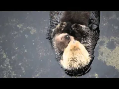 Juel - Małą wydra śpi na wydrze-mamusi (｡◕‿‿◕｡) #smiesznypiesek #aww #pokazpsa