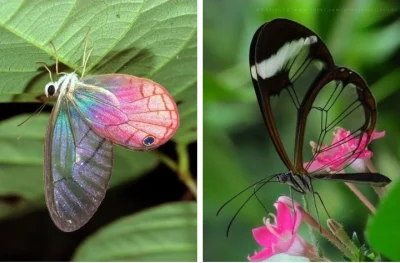 j.....n - Szklane motyle są gatunkiem południowoamerykańskim znanym z przezroczystych...