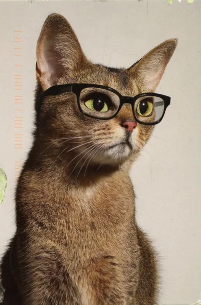 youngpsychotherapist - @beroslaw będzie musiała nosić okulary. Koty świetnie się w ni...