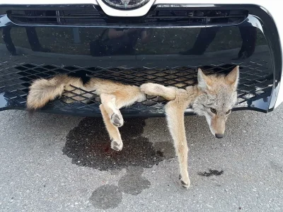 kicek3d - #zwierzaczki #smiesznypiesek #kojot #wypadek 
Potrącony przez samochód zwi...