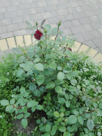 laaalaaa - Róża 4/100 z mojej działki ( ͡° ͜ʖ ͡°)
#mojeroze #chwalesie #ogrodnictwo ...