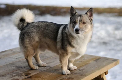 wilczur - @hatterka: To ja polecam dość podobnego, ze Szwecji - Vallhunda!