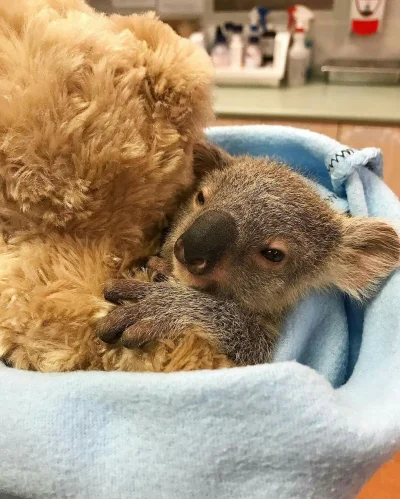 Najzajebistszy - Międzygatunkowe przytulasy. ʕ•ᴥ•ʔ

#koalowabojowka #zwierzaczki