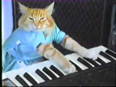 P4uL - @deroo: @Latch: Ja znam kota muzykanta :D