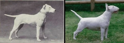 Kempes - #zwierzaczki #psy #ciekawostki
Tak 100 lat hodowli zmieniło jedną z ras psó...