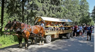 v.....k - Chory koń w cyrku to tragedia, ale mordercze wyciągi w Zakopanem to "tradyc...