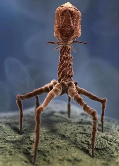 G.....4 - Przetworzony obraz prawdziwego wirusa. Dzięki mikroskopowi elektronowemu. 
...