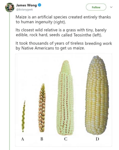 DarkAle - GMO na przykładzie kukurydzy.. :)
#gmo #nauka #rolnictwo