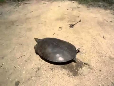 C.....D - @Soczi: Nagranie żółwia o którym mowa. ( ͡° ͜ʖ ͡°)