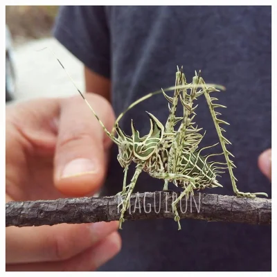 GraveDigger - Pasikonik taki :)
Markia hystrix
#zwierzaczki #owady