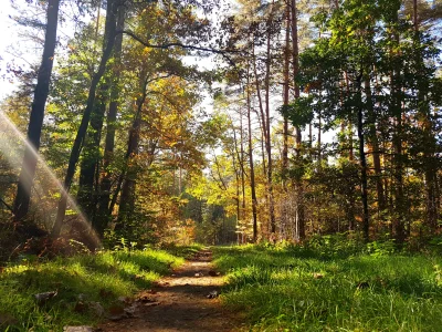 Jormungand - Niedzielny spacerek po lesie :)

#fotografia #zdjeciajorgusia #las #spac...