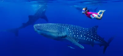 UniqueMoments - Pływanie z rekinami wielorybimi to jedna z wielu atrakcji czekających...
