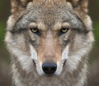 Wulfi - Fotografia wilka w rozdzielczości 7478x6530 [link]

#wilk #wilki #zwierzeta...