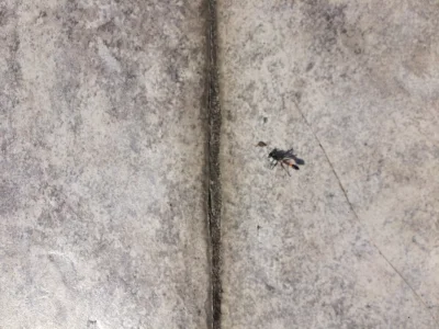 zjadaczczasu - E nie wiem czy to krabopająk czy mrówka wielkości kciuka, ale jest tu ...