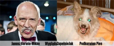 Tonyk - #januszkorwinmikke #smiesznypiesek #wygladazupelniejak #korwinaobrazajo ##!$%...