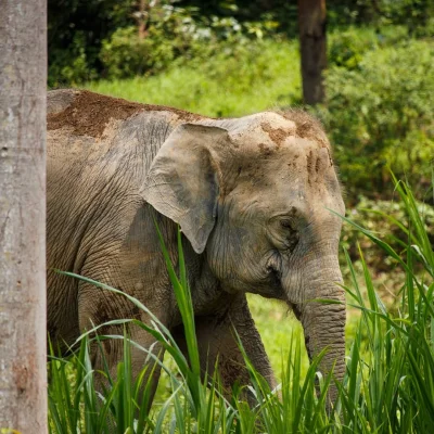 czesu - @Niestabilny piecem wyskoczyć sobie kiedyś do Kuala Gandah pooglądać słonie