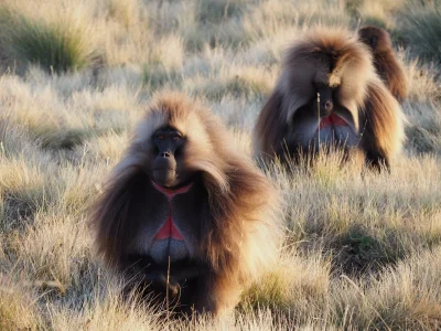 ramirezvaca - Pozdro Mirki i Mirabelki od małpów :)
#podrozujzwykopem #etiopia #malpy...