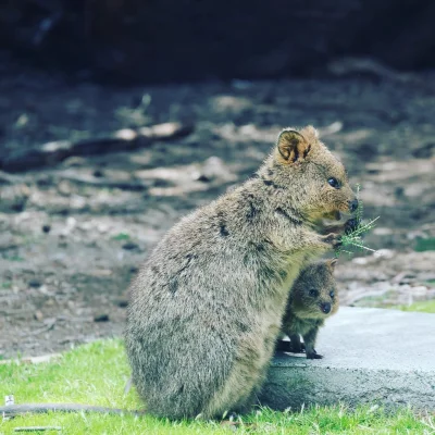 mfek00 - Kuoczka z profilu jest pełna uroku
i liści
#quokka #quokkanadzis #zwierzac...