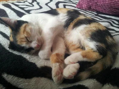 motylkowa - Koteczka wybrała spanie w pokoju z dziewczynami:) #pokakota #pokalole